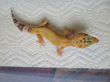 Load image into Gallery viewer, Tangerine Leopard Gecko Female #T3
