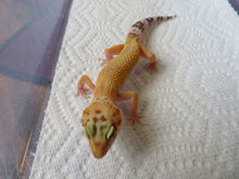 Load image into Gallery viewer, Tangerine Leopard Gecko Female #T3
