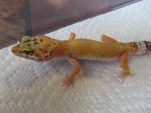 Load image into Gallery viewer, Tangerine Leopard Gecko Female #T3
