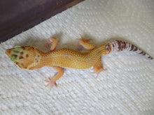 Load image into Gallery viewer, Tangerine Leopard Gecko Female #T3
