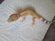 Load image into Gallery viewer, Tangerine Leopard Gecko Male #T4
