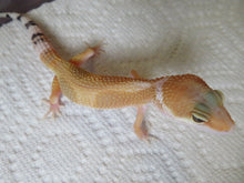 Load image into Gallery viewer, Tangerine Leopard Gecko Male #T4
