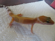 Load image into Gallery viewer, Tangerine Leopard Gecko Male #T4

