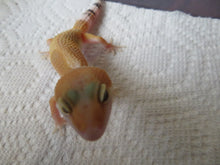 Load image into Gallery viewer, Tangerine Leopard Gecko Male #T4
