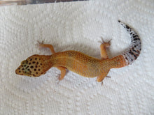 Load image into Gallery viewer, Tangerine Leopard Gecko Female #T5
