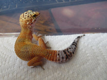 Load image into Gallery viewer, Tangerine Leopard Gecko Female #T5
