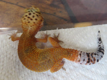 Load image into Gallery viewer, Tangerine Leopard Gecko Female #T5
