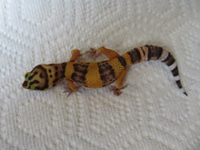 Load image into Gallery viewer, Tangerine Leopard Gecko Female #T6
