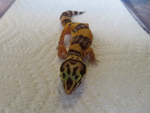 Load image into Gallery viewer, Tangerine Leopard Gecko Female #T6
