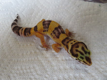 Load image into Gallery viewer, Tangerine Leopard Gecko Female #T6
