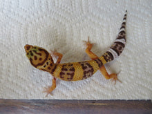 Load image into Gallery viewer, Tangerine Leopard Gecko Female #T8
