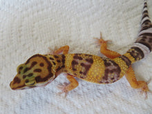 Load image into Gallery viewer, Tangerine Leopard Gecko Female #T8
