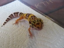 Load image into Gallery viewer, Tangerine Leopard Gecko Female #T8
