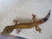 Load image into Gallery viewer, Tangerine Leopard Gecko Female #T9
