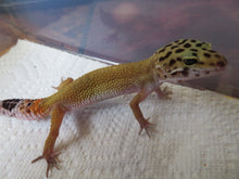 Load image into Gallery viewer, Tangerine Leopard Gecko Female #T9
