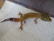 Load image into Gallery viewer, Tangerine Leopard Gecko Female #T9
