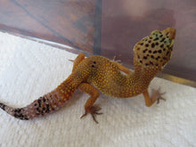 Load image into Gallery viewer, Tangerine Leopard Gecko Female #T10
