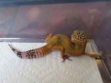 Load image into Gallery viewer, Tangerine Leopard Gecko Female #T10
