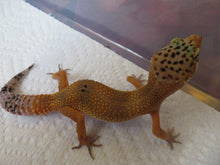 Load image into Gallery viewer, Tangerine Leopard Gecko Female #T10
