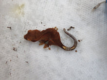 Load image into Gallery viewer, Crested Gecko Phantom Red CG7

