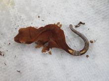 Load image into Gallery viewer, Crested Gecko Phantom Red CG7
