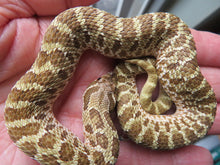 Load image into Gallery viewer, Western Hognose
