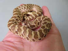 Load image into Gallery viewer, Western Hognose
