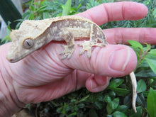 Load image into Gallery viewer, Cappuccino Pinstripe Dalmatian Crested Gecko CG9
