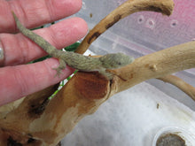 Load image into Gallery viewer, Chameleon Gecko E. agricolae Female

