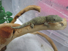 Load image into Gallery viewer, Chameleon Gecko E. agricolae Female
