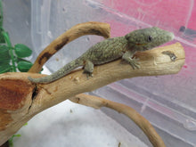 Load image into Gallery viewer, Chameleon Gecko E. agricolae Female
