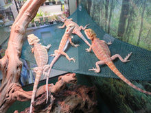Load image into Gallery viewer, Baby Bearded Dragon Package Special!  Combination Baby Dragon &amp; Setup
