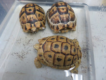 Load image into Gallery viewer, Greek Tortoise
