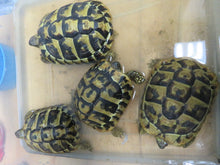 Load image into Gallery viewer, Hermann's Tortoise Juvenile female
