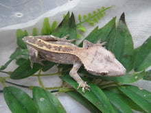 Load image into Gallery viewer, Cappuccino CG3
