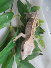 Load image into Gallery viewer, Cappuccino CG3
