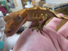 Load image into Gallery viewer, Cappuccino Dalmatian Red/Orange Pin Crested Gecko CG5
