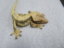 Load image into Gallery viewer, Lilly White CG23
