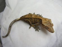 Load image into Gallery viewer, Red Cappuccino Crested Gecko CG29
