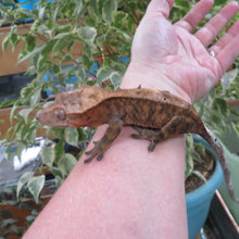 Load image into Gallery viewer, Red Cappuccino Crested Gecko CG29
