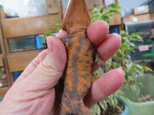 Load image into Gallery viewer, Red Cappuccino Crested Gecko CG29
