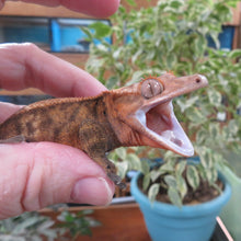 Load image into Gallery viewer, Red Cappuccino Crested Gecko CG29
