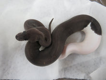 Load image into Gallery viewer, Panda Pied Ball Python
