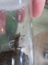 Load image into Gallery viewer, Trinidad Chevron Tarantula

