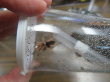 Load image into Gallery viewer, Mexican Fire Leg Tarantula
