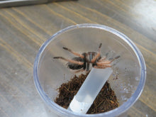 Load image into Gallery viewer, Mexican Fire Leg Tarantula
