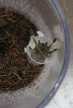 Load image into Gallery viewer, Trinidad Olive Tarantula
