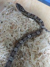Load image into Gallery viewer, Charcoal Corn Snake
