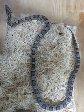 Load image into Gallery viewer, Charcoal Corn Snake
