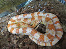 Load image into Gallery viewer, BIG DEAL!  Corn Snake or King Snake Special Package
